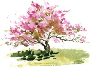 cherry blossom